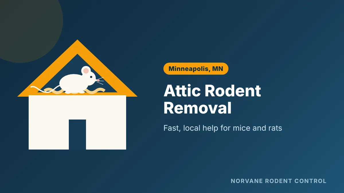 Attic rodent removal and insulation cleanup in Minneapolis