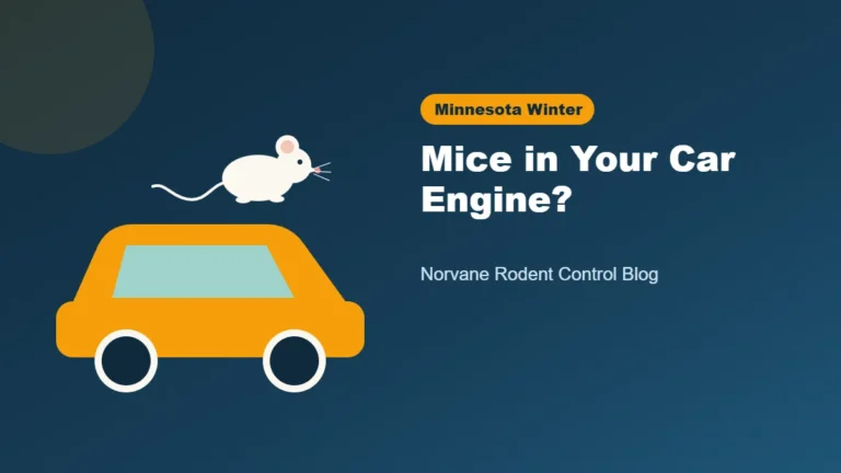 Mouse nesting in a car engine during a Minnesota winter