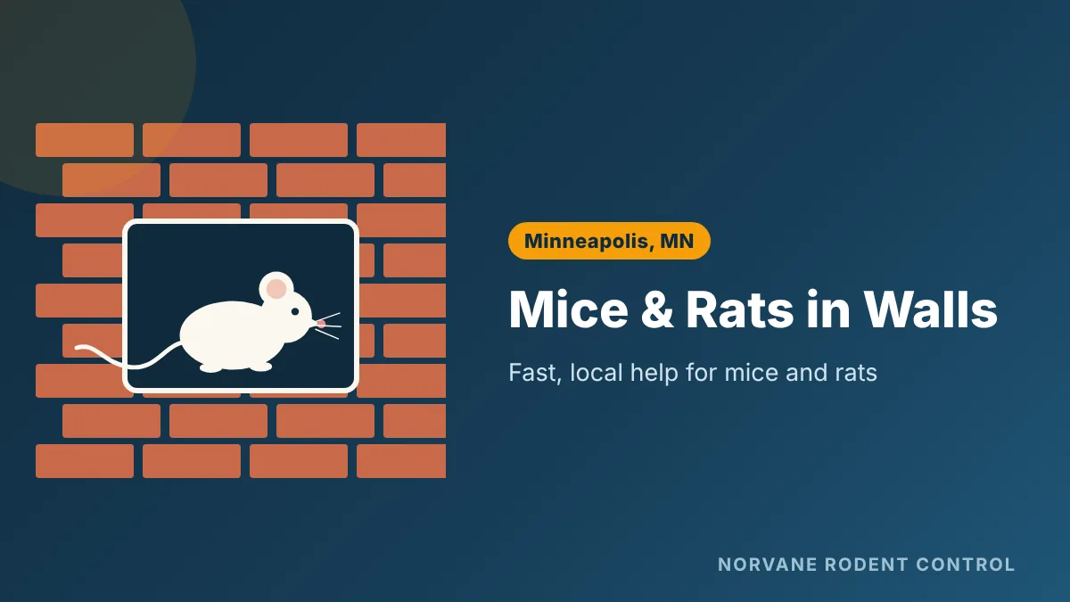 Removing mice and rats from inside walls in a Minneapolis home