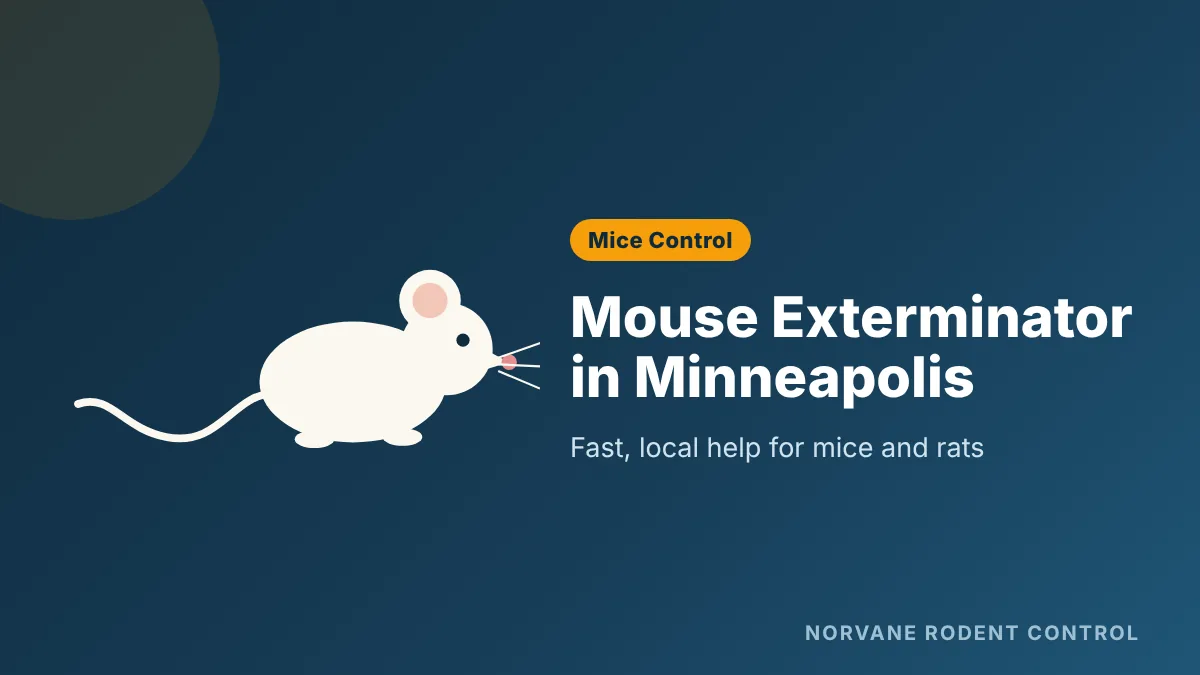Mouse exterminator in Minneapolis removing mice from a home