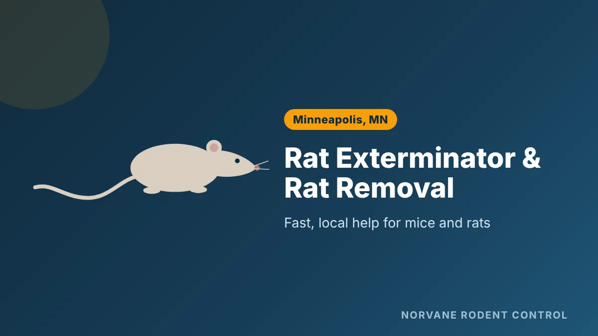 Rat exterminator handling Norway rat removal in Minneapolis